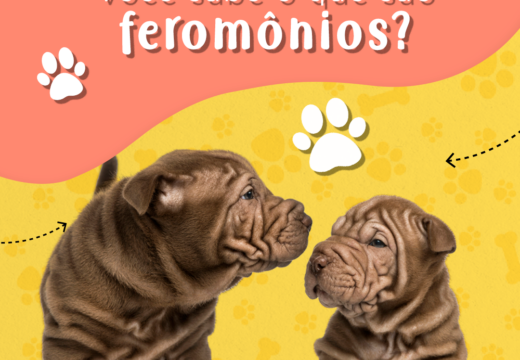 O que são feromônios?